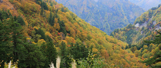 Hakusan Super Forest Road