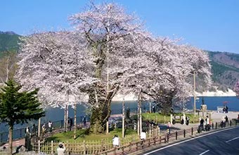 荘川桜 イメージ