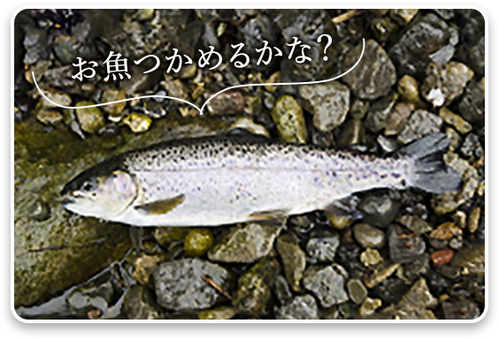 お魚つかめるかな？