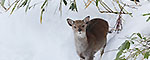 小動物 サムネイル