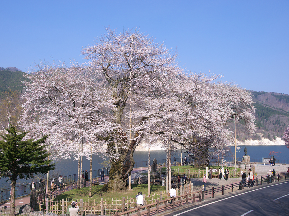 荘川桜