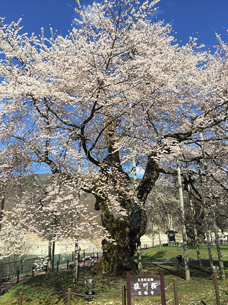 満開の荘川桜