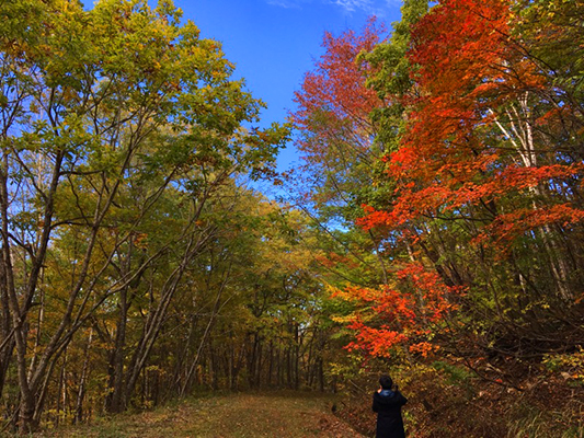 「紅葉の世界」がお出迎え♪見ごろは＜～11月中旬！＞ 