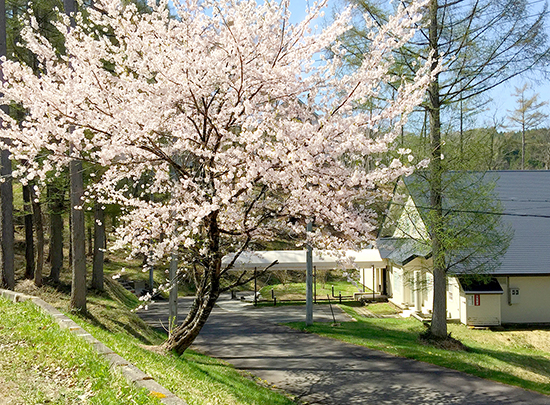 桜”が満開になりました♪